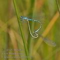 Coenagrion_puella_bh1173