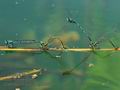 Coenagrion_puella_hg8095