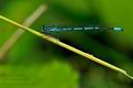 Coenagrion_puella_hz5374