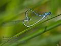 Coenagrion_puella_rb0819