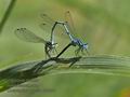 Coenagrion_puella_rb0854