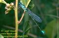 Coenagrion_pulchellum_2524