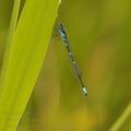 Coenagrion_pulchellum_bf9050