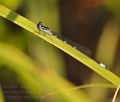 Coenagrion_pulchellum_bf9129