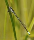 Coenagrion_pulchellum_bf9140