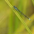 Coenagrion_pulchellum_bg0270
