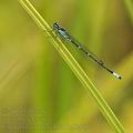 Coenagrion_pulchellum_bg0270