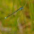 Coenagrion_pulchellum_bg0623