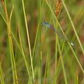 Coenagrion_pulchellum_bg0624