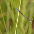 Coenagrion_pulchellum_bg0630