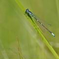 Coenagrion_pulchellum_bh1016