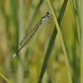 Coenagrion_pulchellum_bh1042