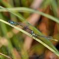 Coenagrion_pulchellum_bh1048