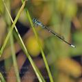 Coenagrion_pulchellum_bh1079