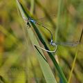 Coenagrion_pulchellum_bh1096