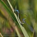 Coenagrion_pulchellum_bh1101