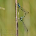 Coenagrion_pulchellum_bh1106