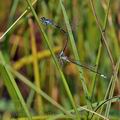 Coenagrion_pulchellum_bh1151