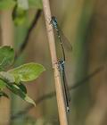 Coenagrion_pulchellum_bj6288