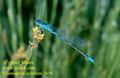 Coenagrion_scitulum_2458