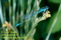 Coenagrion_scitulum_2459