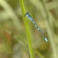 Coenagrion_scitulum_ah9525