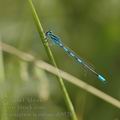 Coenagrion_scitulum_ah9528