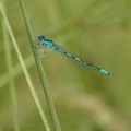 Coenagrion_scitulum_ah9529