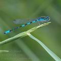 Coenagrion_scitulum_ah9796