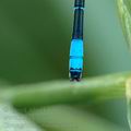 Coenagrion_scitulum_ah9813