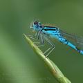 Coenagrion_scitulum_ah9829