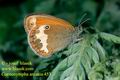 Coenonympha_arcania_453