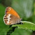 Coenonympha_arcania_bc7536