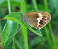 Coenonympha_arcania_bj9537