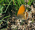 Coenonympha_arcania_re7267