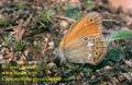 Coenonympha_glycerion_460