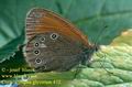 Coenonympha_glycerion_472