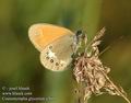 Coenonympha_glycerion_a360