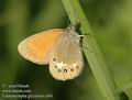 Coenonympha_glycerion_a361