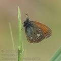 Coenonympha_glycerion_ai4712