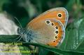 Coenonympha_leander_855