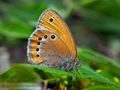 Coenonympha_leander_j8914s