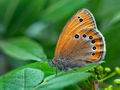 Coenonympha_leander_j8933s