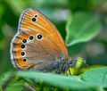 Coenonympha_leander_j8955s