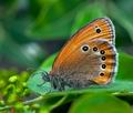 Coenonympha_leander_j8969s