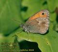 Coenonympha_pamphilus_4444