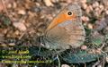 Coenonympha_pamphilus_458