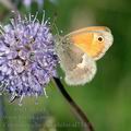 Coenonympha_pamphilus_al7340