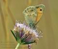 Coenonympha_pamphilus_bg5814