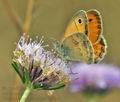 Coenonympha_pamphilus_bg5818